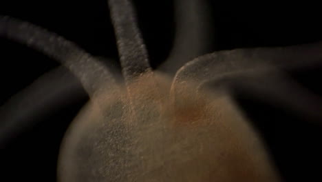 imágenes microscópicas de hidra