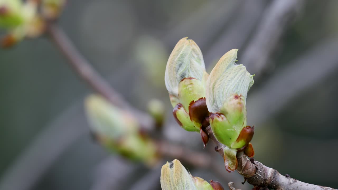 árbol de castaño de caballo europeo que florece en primavera. parque público. rama cercana