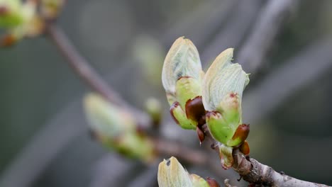 european horse chestnut conker tree blooming in spring. public park. close up branch