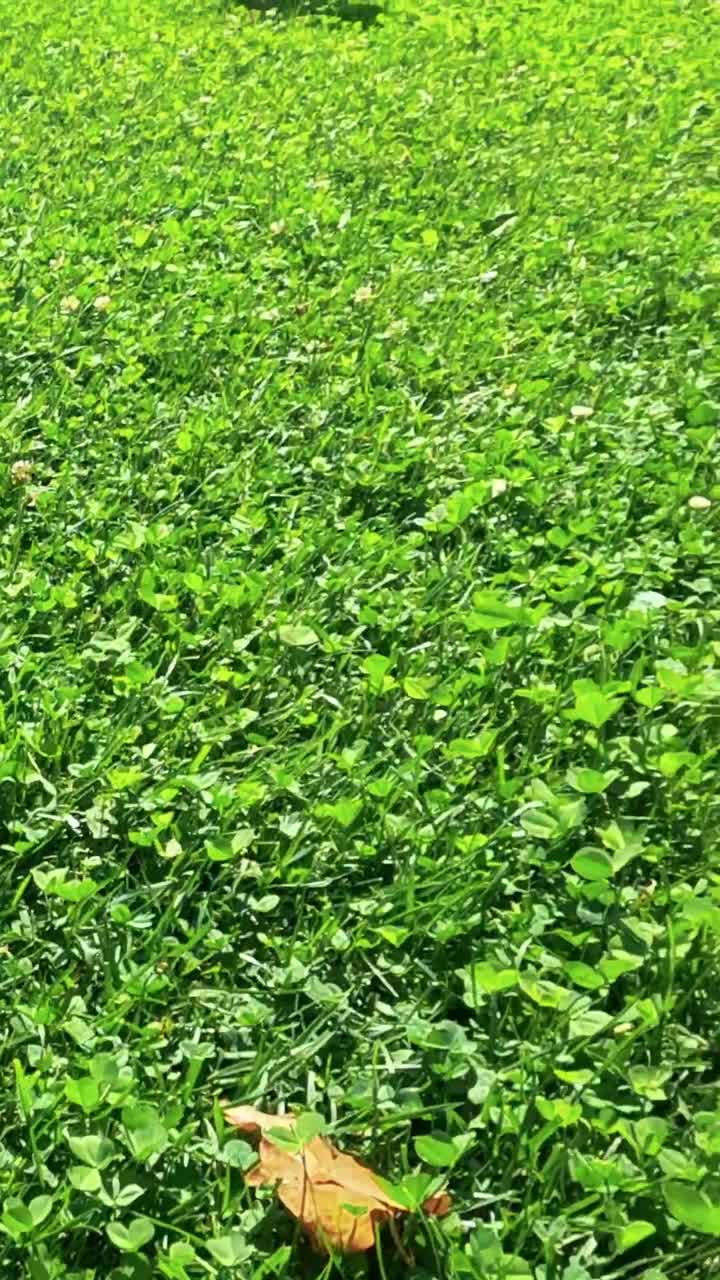 hierba verde exuberante bajo la brillante luz del sol