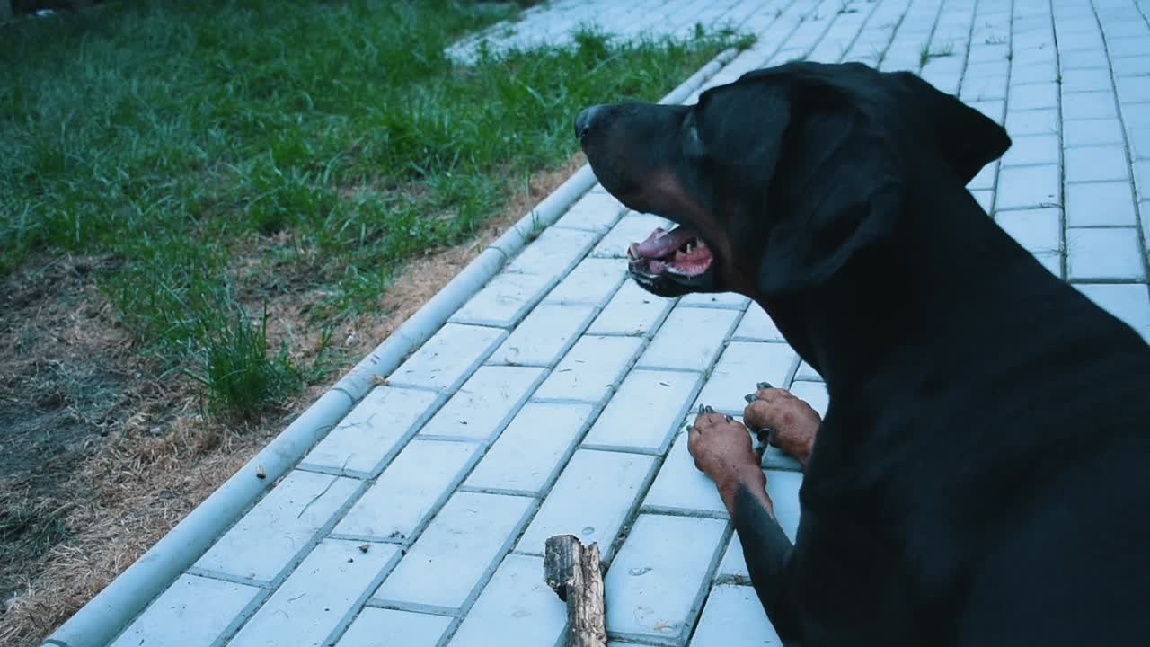 REC709 - Doberman resting after playing with stick HD