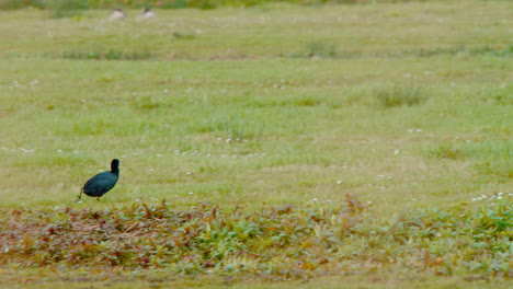 Focha-Euroasiática-Con-Plumaje-Negro-Corriendo-Torpemente-En-Una-Pradera-Cubierta-De-Hierba