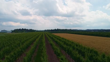 Aerial-shot-of-rows-and-rows-of-grapevines,-on-a-cloudy-summer-day,-filmed-at-Honsberger-Estate-Winery-in-Jordan-Station,-Ontario