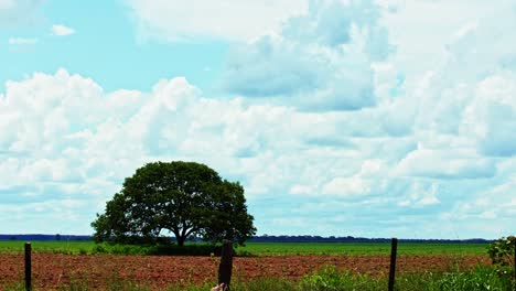 Gepflügtes-Feld,-Das-Für-Den-Anbau-Von-Sojabohnen-Vorbereitet-Wurde---Ein-Einsamer-Baum-Bleibt-Auf-Dem-Ackerland