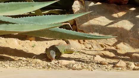 Large-iguana-moves-slowly-across-the-sand-under-a-plant-in-the-sun-in-the-heat-in-the-desert