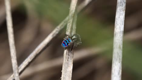 peacock spider