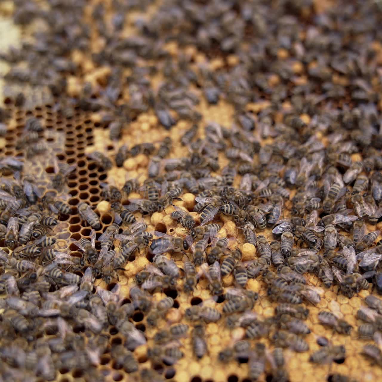 Bees seal honey on combs. Busy honey insects working on a honeycomb. Frame full of honey bees. Close-up