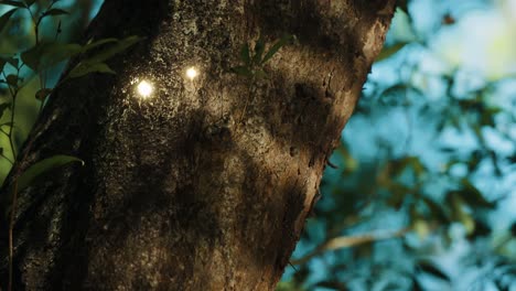 glowing spirits in the forest