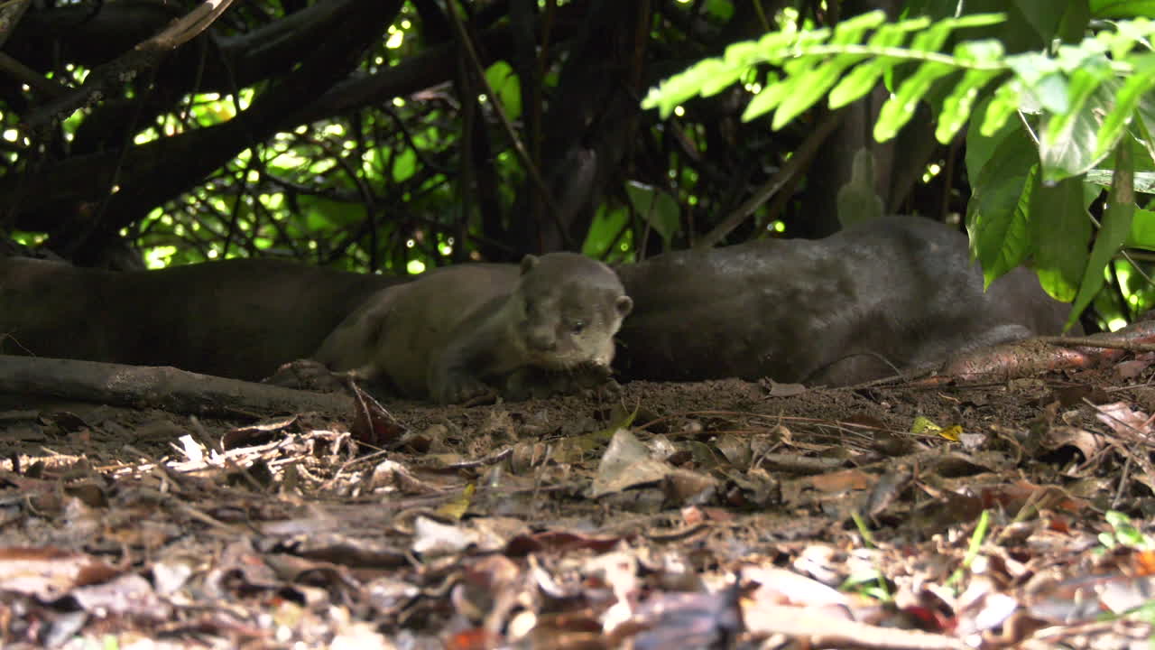 Slow motion of an otter running off at the Singapore Botanic Gardens