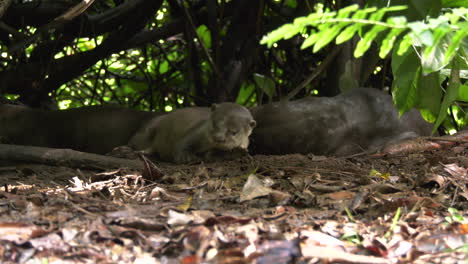 slow motion of an otter running off at the singapore botanic gardens