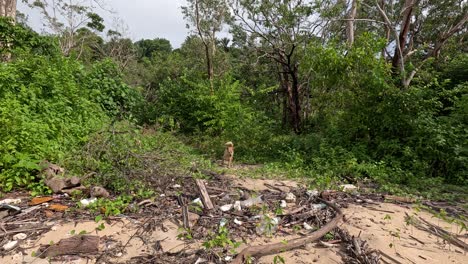a brown dog walks from dense green foliage onto a sandy, debris-strewn beach under natural daylight. static wide shot, natural lighting, tropical environment