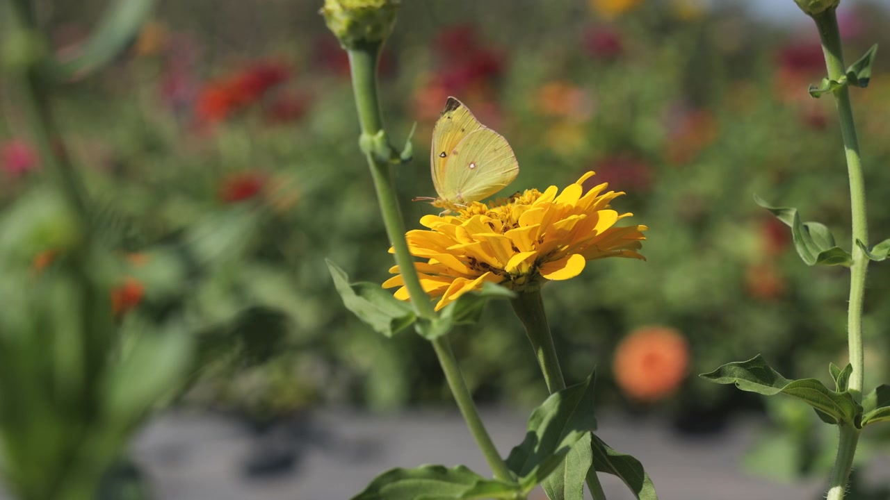 Una farfalla gialla raccoglie polline da una zinnia gialla e poi vola via, al rallentatore.