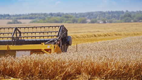 harvesting wheat by agricultural machine. knives of combine harvester rotating and cutting wheat spikelets. close-up.