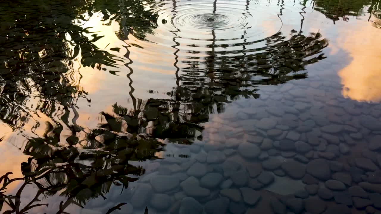 Reflection of palm trees and clouds at sunset in still pond with gentle ripples