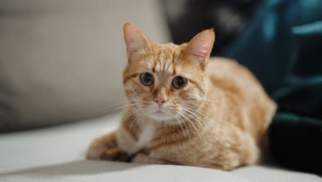 alert ginger cat on soft couch