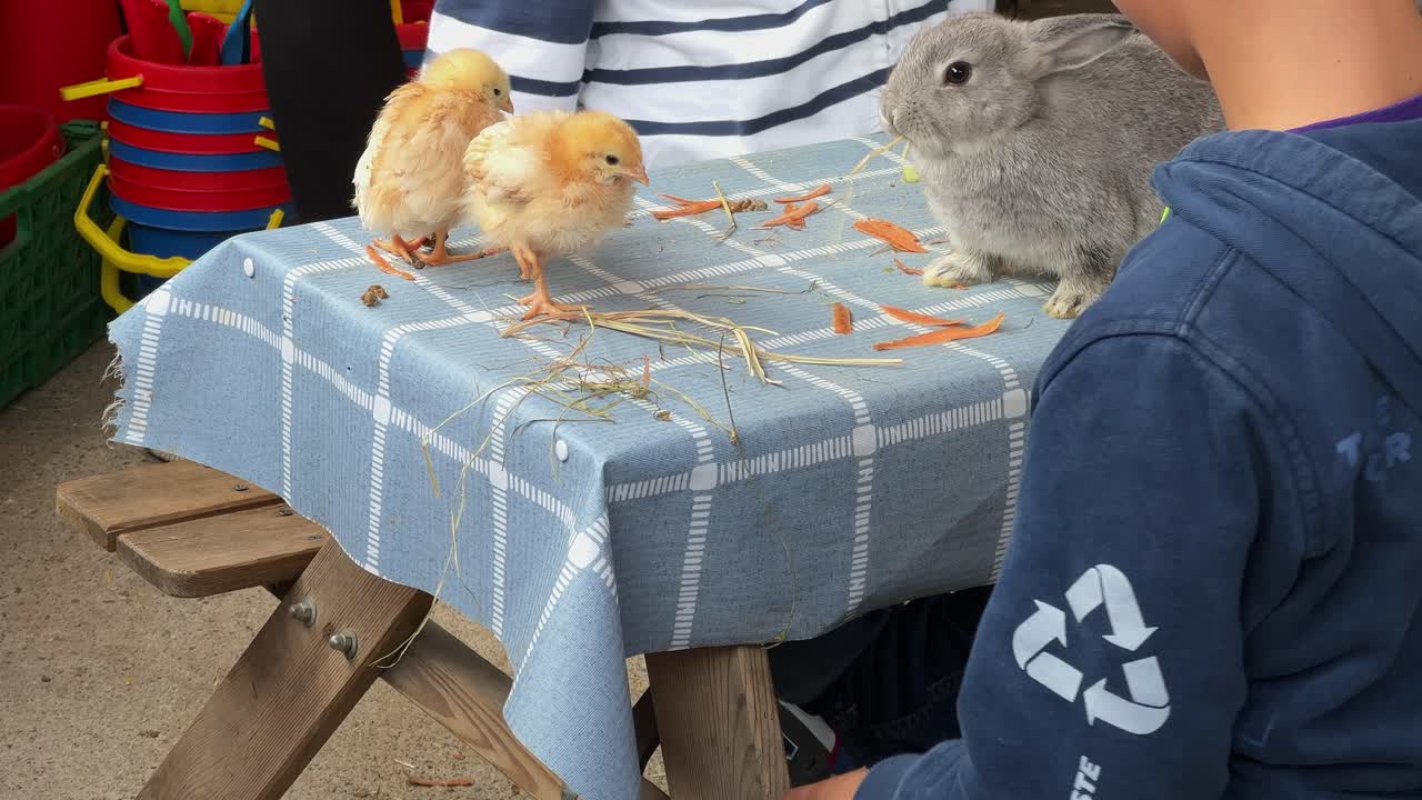 교육 커뮤니티 농장의 어린 아이들이 가축을 놀고 먹이를 줍니다.