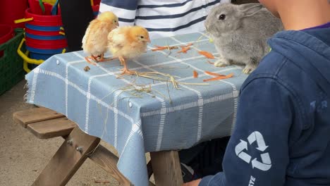 young kids at educational community farm playing and feeding domestic animals