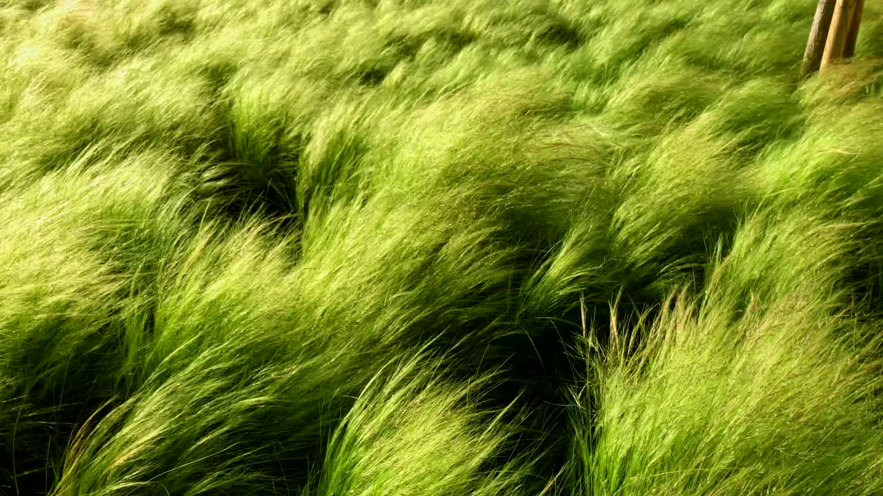 la hierba alta moviéndose en el viento