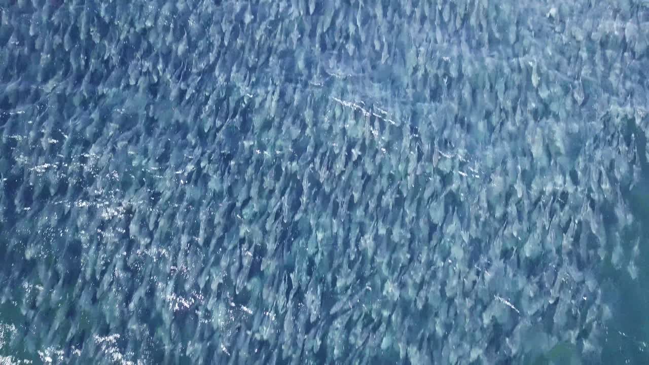 이동하는 동안 매우 큰 연어 떼, 드론으로 머리 위로 총격