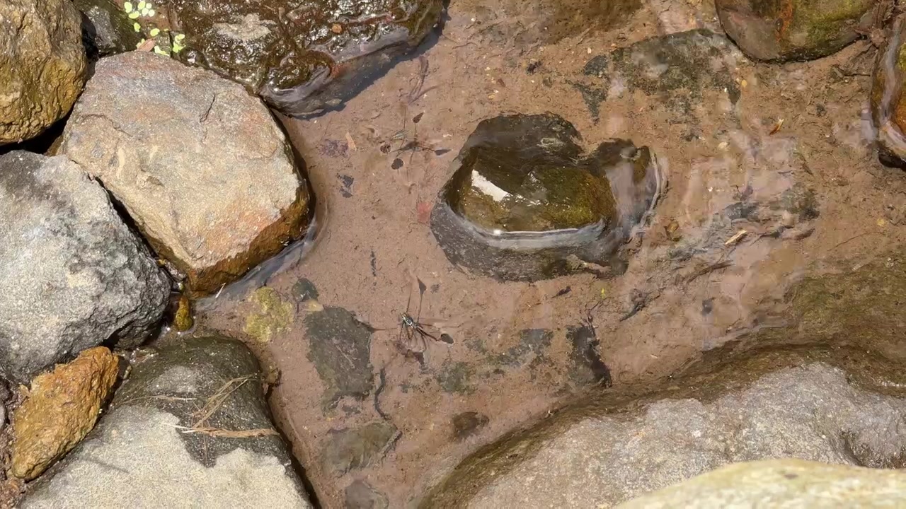 Idrometra che si muove su un letto di ruscello roccioso poco profondo