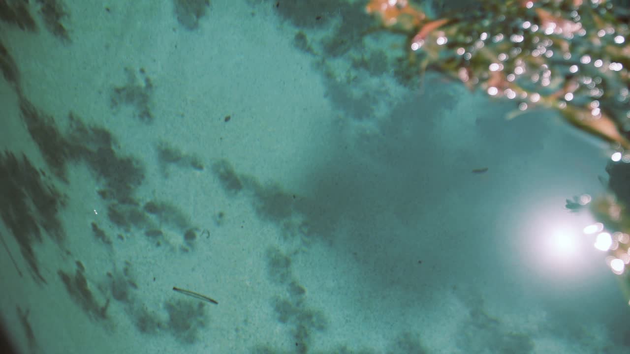 Close up of water bubbles and floating leaves with artistic shadows on a calm water surface