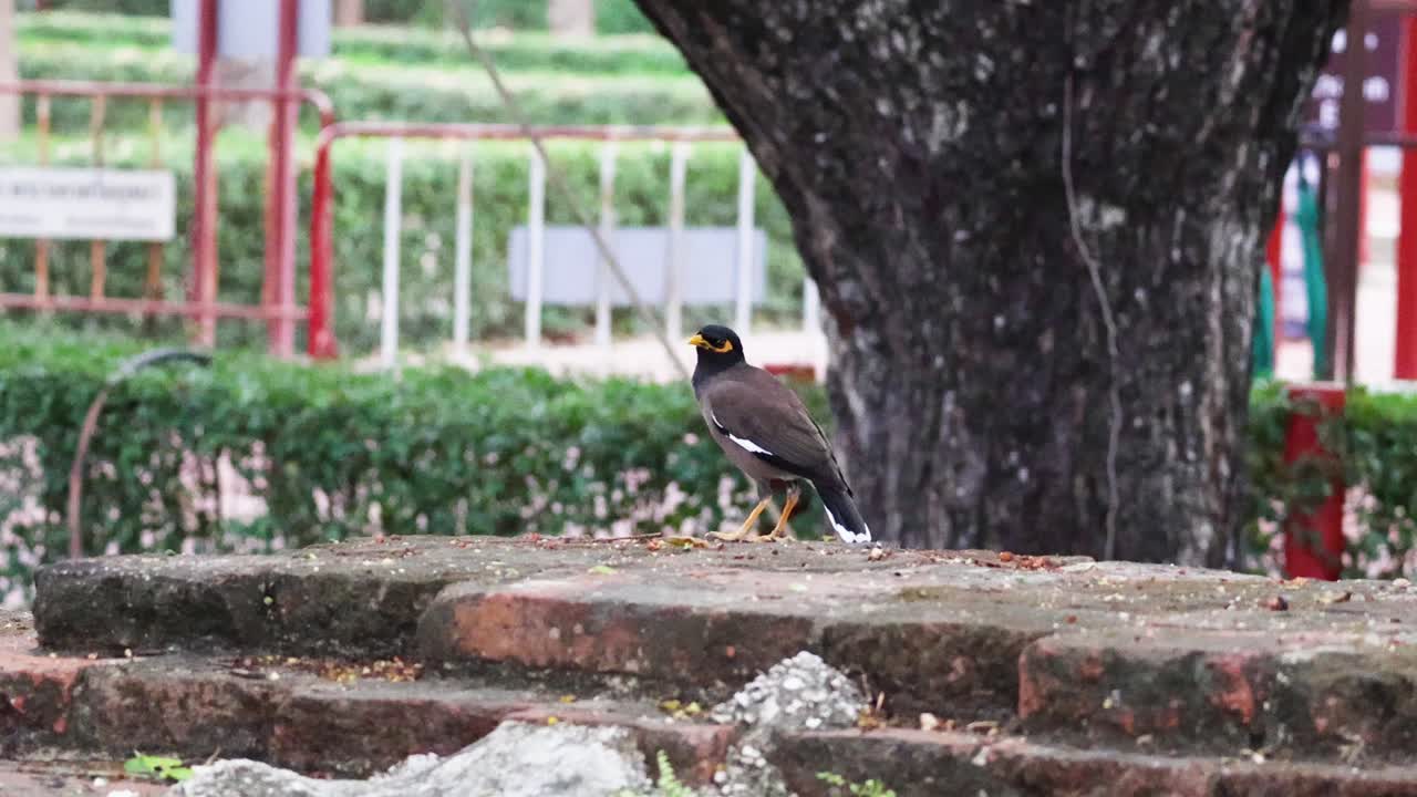 새가 나무와 레일링에 의해 계단을 가로질러 움직입니다.