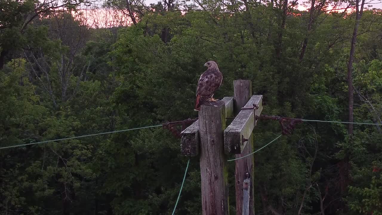 Red Tailed Hawk perched near sunset