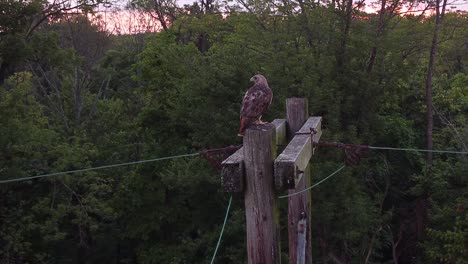 red tailed hawk perched near sunset