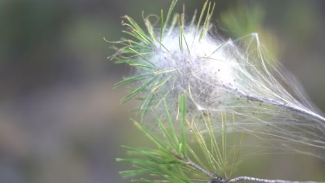 thaumetopoea pityocampa processionary larvae nest on a pine tree