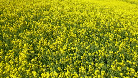 Klare,-Traumähnliche-Fliege-In-Einem-Weiten-Feld-Mit-Leuchtend-Gelben-Blumen