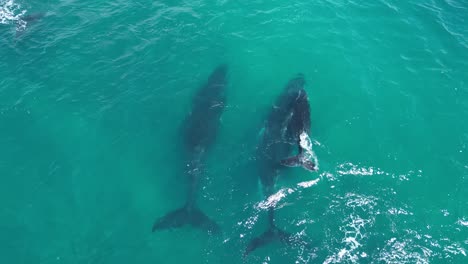 family of humpback whales swimming in open sea