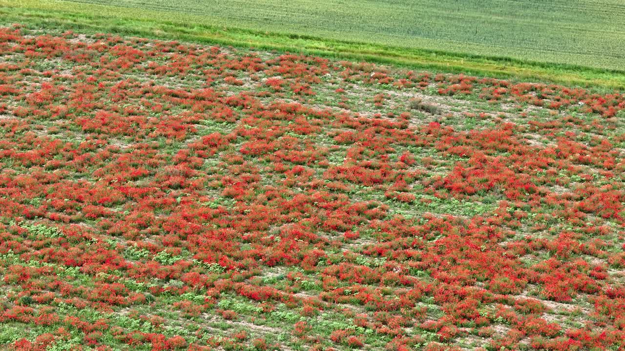 Drone glides smoothly over a vast field of red poppies (Papaver rhoeas), creating a stunning view of wildflowers in bloom across the rural countryside during spring