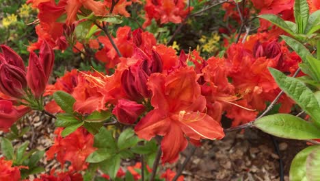 rhododendron flowering shrubs, trees, bushes in full bloom in the spring