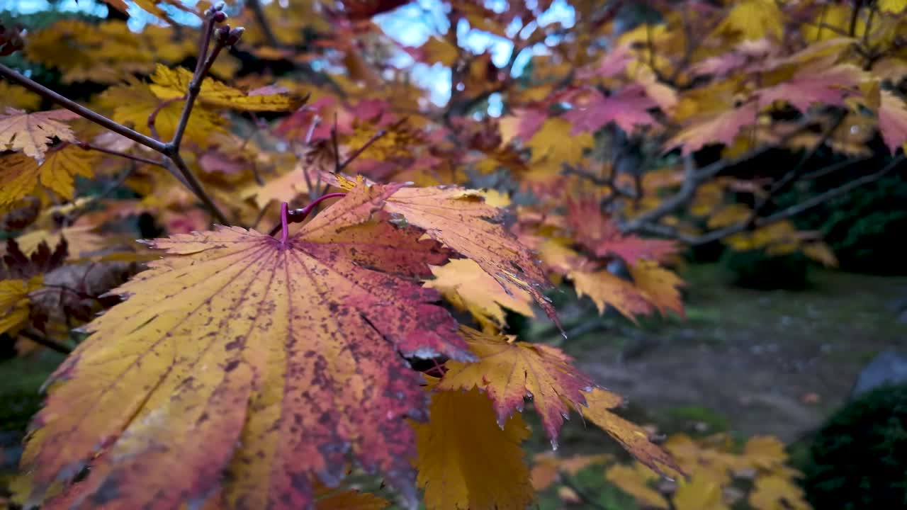 Close up of colorful japanese maple leaves during the fall season, showcasing the vibrant hues of autumn. slow motion