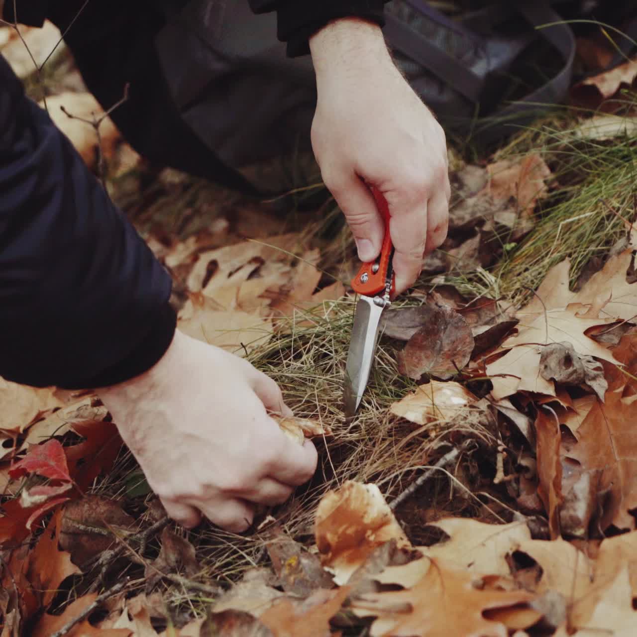 Gathering mushrooms in wild