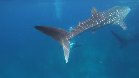 Three-whale-sharks-swim-in-the-sea-with-a-diver-nearby