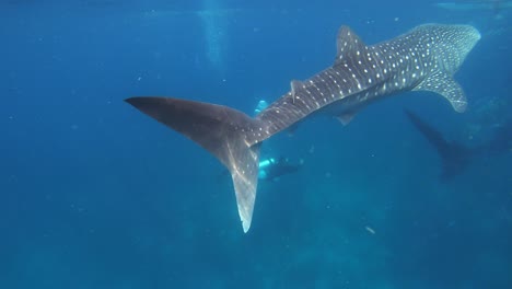 tres tiburones ballena nadan en el mar con un buzo cerca