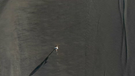 Vista-Aérea-De-Arriba-Hacia-Abajo-De-Un-Joven-Caucásico-Corriendo-En-Una-Playa-En-Auckland,-Nueva-Zelanda