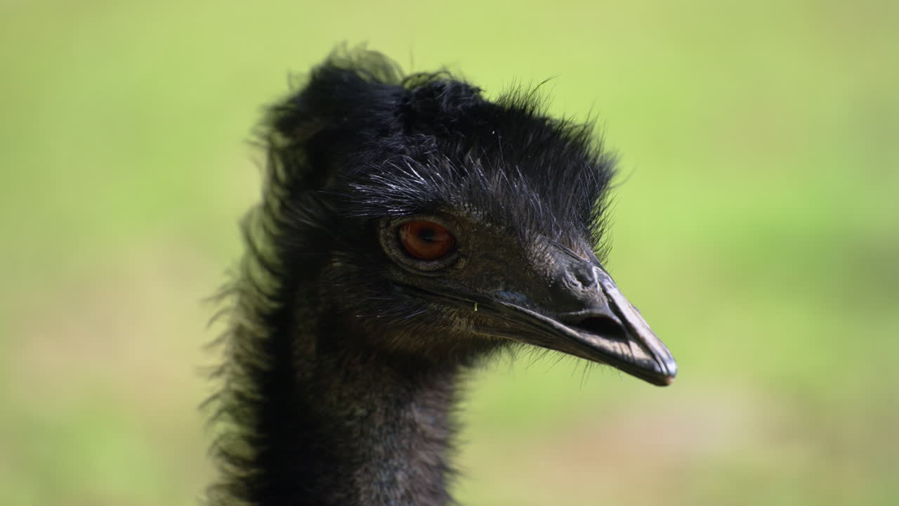 el pájaro emú mira de cerca la cabeza trasera.