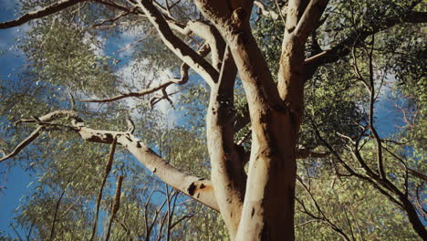 eucaliptus in Australia red Center