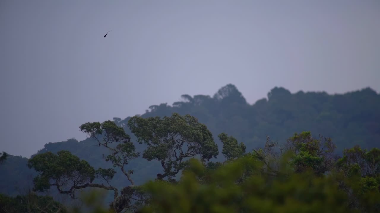 el majestuoso quetzal volando en la distancia
