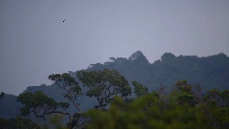 majestic quetzal flying in the distance