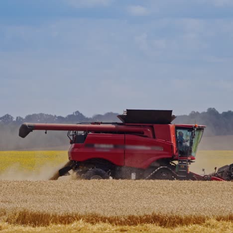 side view of combine harvester at work. agricultural machine working on the field. summer landscape of yellow field under blue sky.