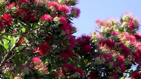 red wattlebird eating nectar from pohutakawa tree flowers on sunny day