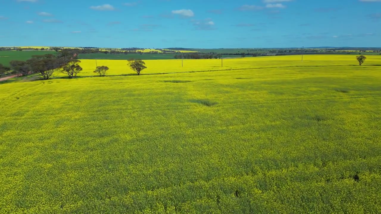 Canola plants colorful yellow farming field for vegetable oil food production