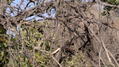 elefante africano comiendo hojas detrás de ramas bien camuflado, vista lateral