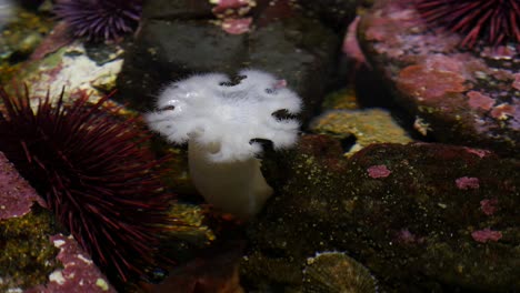 closeup of tide pool with anenome