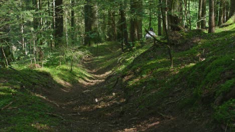 Un-Ciclista-De-Montaña-Está-Recorriendo-Un-Nuevo-Sendero-En-Un-Bosque