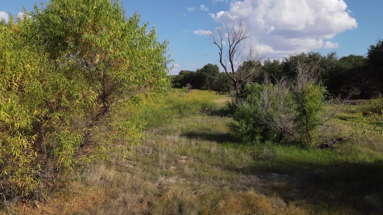 ascender revela una foto de un prado con árboles, hierba, flores y malezas en un brillante día de verano, cielo azul con parches de nubes blancas