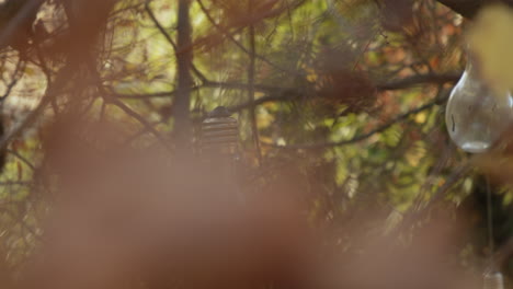 cámara dinámica que orbita alrededor de las bombillas que cuelgan en las ramas de los árboles de otoño